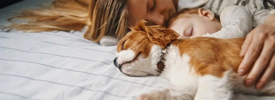 Frau und Kind liegen im Bett und streicheln einen süßen Cavalier King Charles Spaniel mit braunem Fell