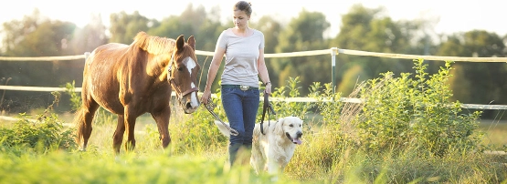 Frau geht mit Braunem Pferd und weißem Hund über grüne Weide an Zaun entlang