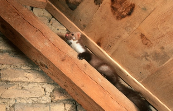 Weiße und braune Katze sitzt in einer Holzrinne zwischen Holzbalken auf Ziegeln