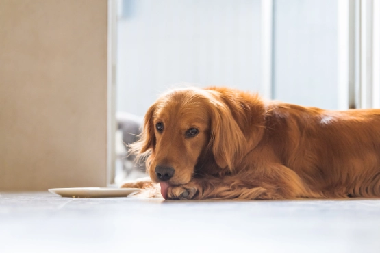 Golden Retriever liegt auf hellem Boden neben Futternapf vor großem Fenster in modernem Raum