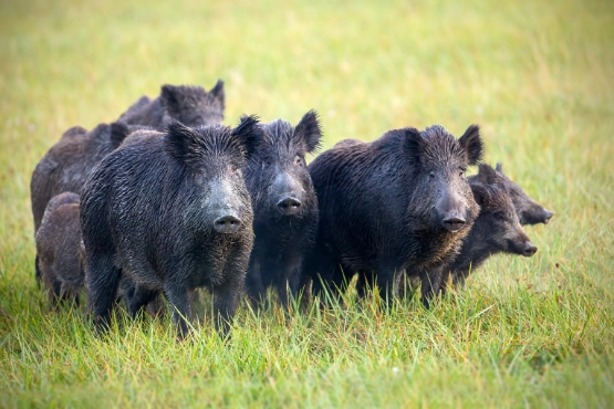 Wildschwein am Straßenrand