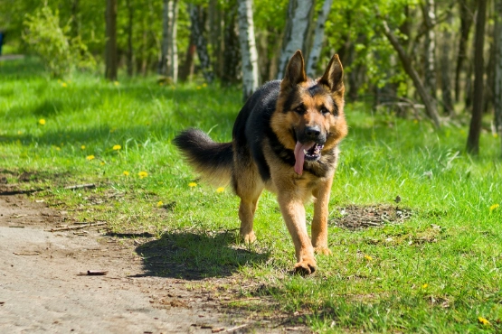 Deutscher Schäferhund läuft auf Waldweg, grüne Wiese und Bäume im Hintergrund