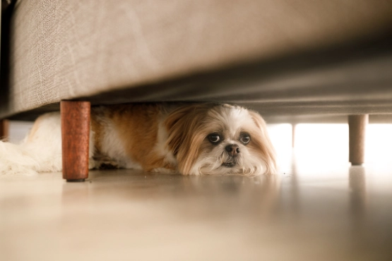 Kleiner Hund versteckt sich unter Möbel und schaut hervor, helles Wohnzimmer