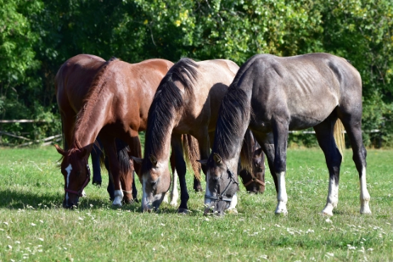 Vier Pferde verschiedener Farben grasen nebeneinander auf grüner Wiese vor dichtem Heckenwerk