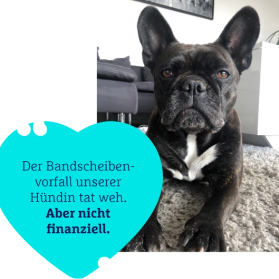 Hundefoto mit Kundenzitat: "Der Bandscheibenvorfall unserer Hündin tat weh. Aber nicht finanziell."