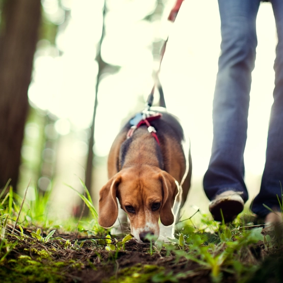 Beagle an der Leine wird von Person im Park spaziert, grüne Wiese und Bäume im Hintergrund