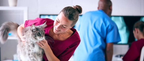 Tierärztliche Untersuchung einer Katze als Vorbereitung auf die Kastration.