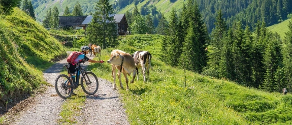 Eine Radfahrerin begegnet bei ihrer Fahrradtour durch die österreichischen Berge ein paar Kühen.