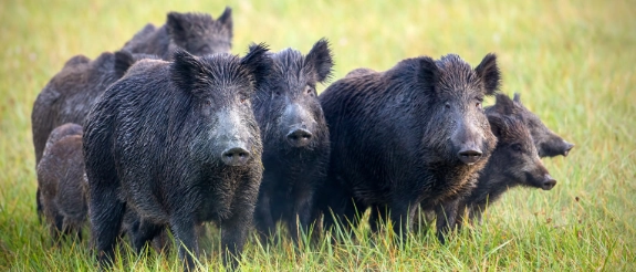 Schwarze Wildschweine grasen in einer Gruppe auf grüner Wiese und schauen in die Kamera