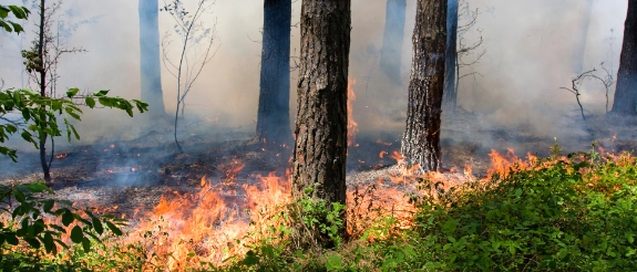 Waldbrand mit Flammen im Unterholz, rauchende Baumstämme und dichter Qualm zwischen den Bäumen