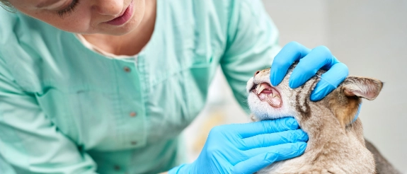 Tierärztliche Untersuchung einer Katze mit Verdacht auf FORL.