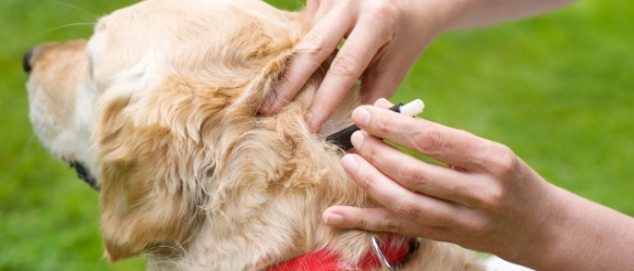 Kind streichelt einen braunen Hund mit rotem Halsband auf grüner Wiese