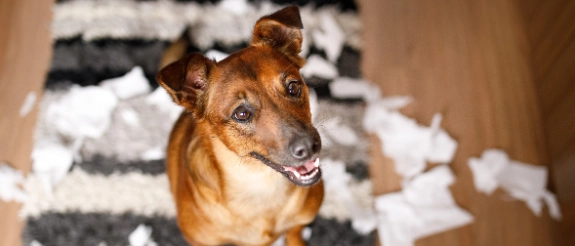 Ein zufriedener Hund ist durch eine Hundehaftpflichtversicherung gut abgesichert.