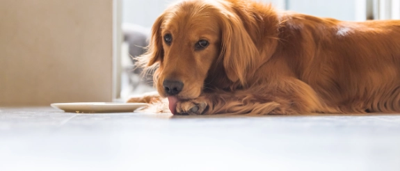 Golden Retriever liegt auf hellem Boden neben Futternapf vor großem Fenster in modernem Raum