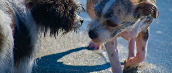 Zwei Hunde spielen auf sonniger Straße, einer schnüffelt am Boden, der andere beobachtet aufmerksam.