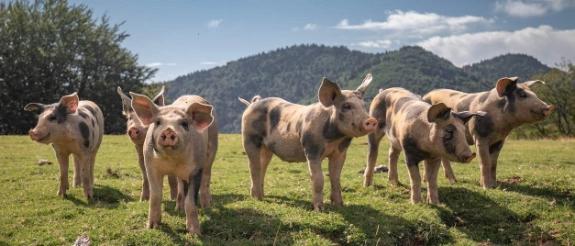 Herde Schweine auf grüner Wiese mit Waldhügeln im Hintergrund unter blauem Himmel