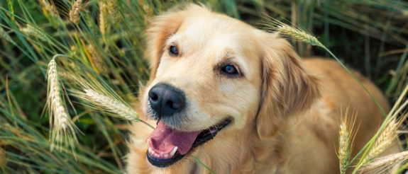 Goldener Labrador mit offenem Maul im hohen Gras sitzend, freundlicher Blick zur Kamera