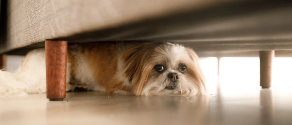 Kleiner Hund versteckt sich unter Möbel und schaut hervor, helles Wohnzimmer