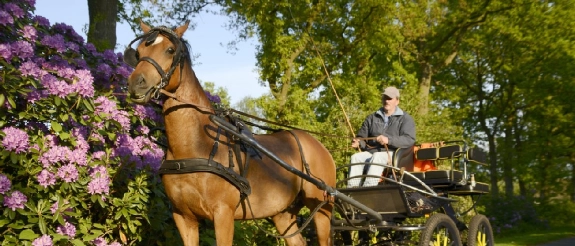 Brauner Kutschpferd zieht Wagen mit Kutscher durch blühende Rhododendren im Park