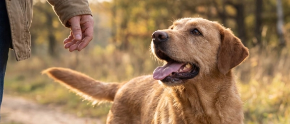 Ein Hund mit seinem Herrchen bei einem Spaziergang im Wald.