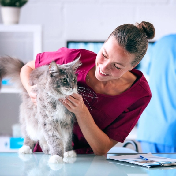 Tierärztliche Untersuchung einer Katze als Vorbereitung auf die Kastration.
