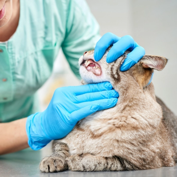 Tierärztliche Untersuchung einer Katze mit Verdacht auf FORL.