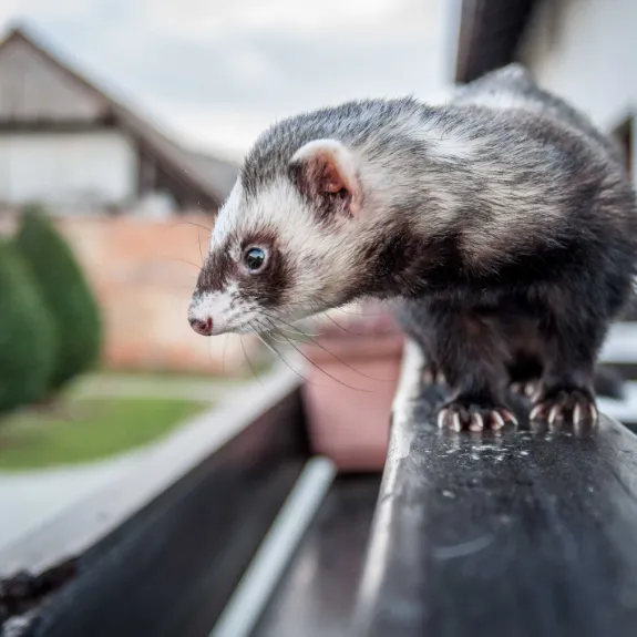 Ein Marder läuft auf dem Balkongeländer.