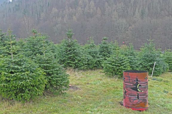 Verkaufsfertige Weihnachtsbäume auf der Tannenbaumplantage. Im Vordergund steht eine Feuertonne für Kunden zum Aufwärmen.