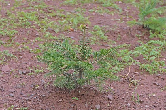 Ein Setzling (Jungpflanze eines Tannenbaums ) auf einer Tannenbaumplantage.