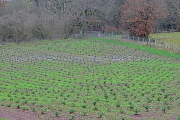 Ein Anbaufeld mit Jungpflanzen von Tannenbäumen umgeben von einem Kleeteppich