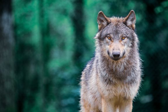 Ein Wolf im Wald.