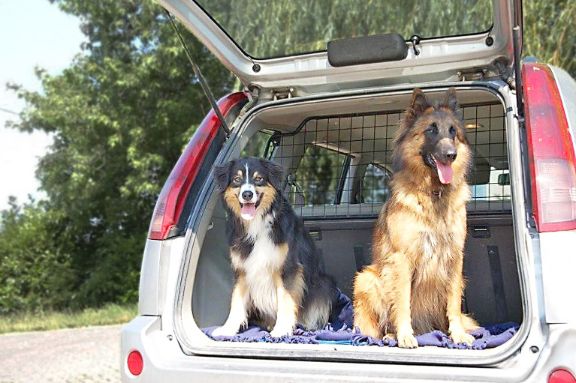 Hundeelend: Überhitzte Autos sind eine Qual für Vierbeiner