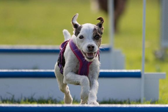 Jack Russel Terrier Kylie auf dem Weg über die Hindernisse zur Box. Man sieht ihm an, dass er Spaß hat an diesem Spiel. Jack Russel Terrier Kylie auf dem Weg über die Hindernisse zur Box. Man sieht ihm an, dass er Spaß hat an diesem Spiel.