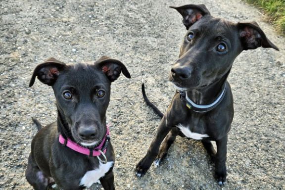 Links River, die Hündin mit rosa Halsband, rechts Elnor, der Rüde. Die jungen Hunde sind hier etwa ein halbes Jahr alt. Links River, die Hündin mit rosa Halsband, rechts Elnor, der Rüde. Die jungen Hunde sind hier etwa ein halbes Jahr alt.
