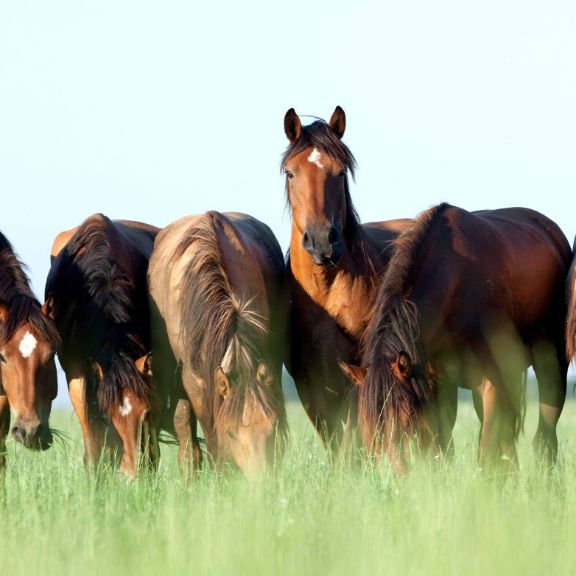 anweiden-pferd-gruppe.jpg