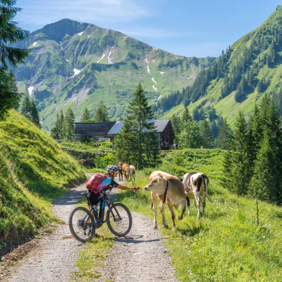 Eine Radfahrerin begegnet bei ihrer Fahrradtour durch die österreichischen Berge ein paar Kühen.