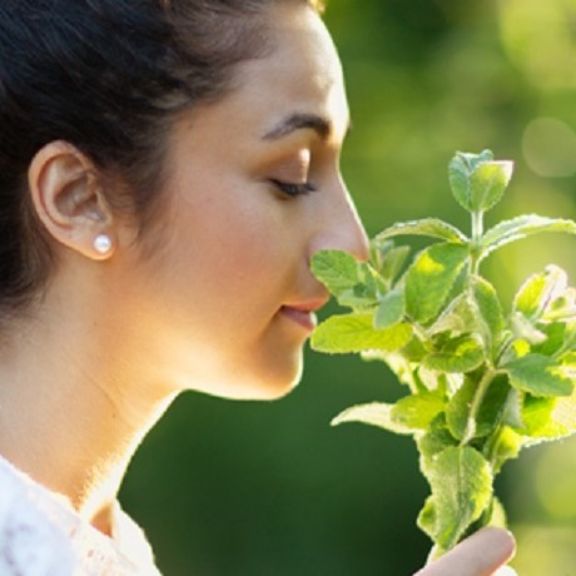 phytotherapie_stage