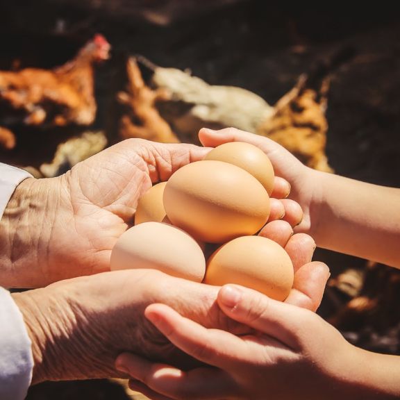 Bioeier, Freilandhaltung oder Bodenhaltung? eier-haltung-stage