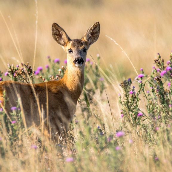 Tierunfälle im Straßenverkehr und was dann zu tun ist Tierunfälle im Straßenverkehr
