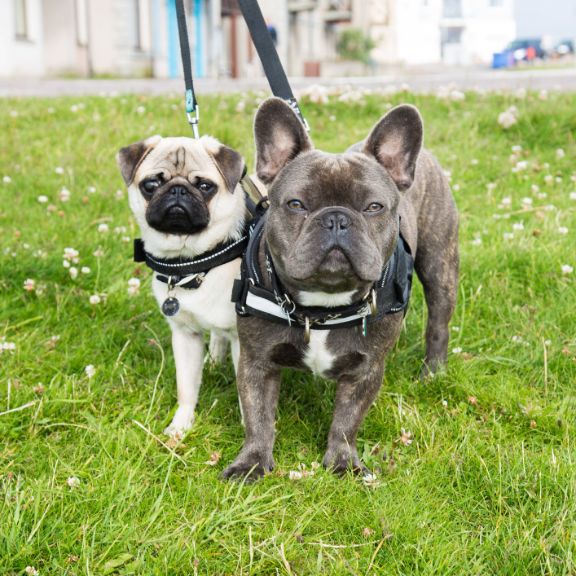 mops-bulldogge