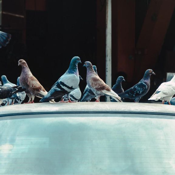 Tauben auf einem Autodach