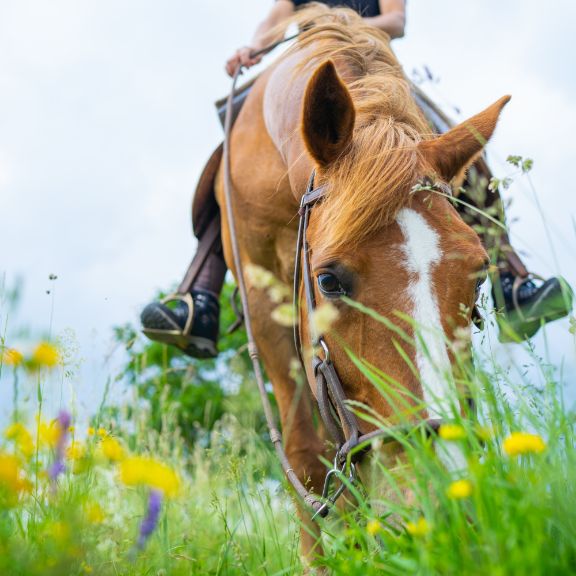 anweiden-pferd-wiese.jpg