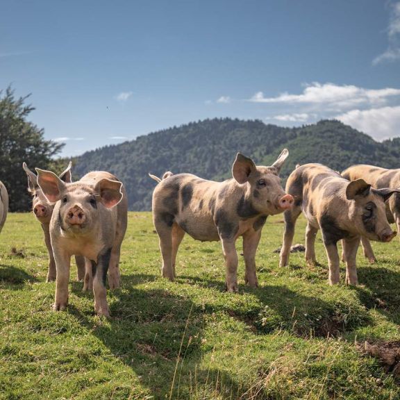 Schutz vor Afrikanischer Schweinepest und anderen Tierseuchen schweinepest-stage