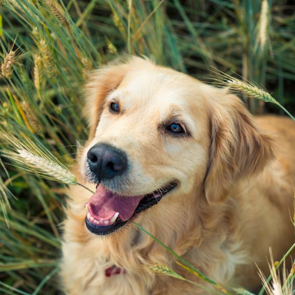 pfoetchenknabbern-hund-grannen.jpg