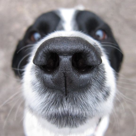 supernase-hund-nase.jpg