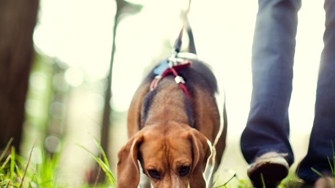 hund-faehrtensuche.jpg