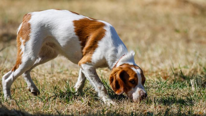 supernase-hund-faehrtensuche.jpg
