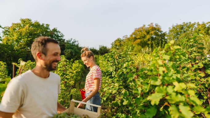 Ein junges Paar im Sabbatical arbeitet in der Weinlese. 
