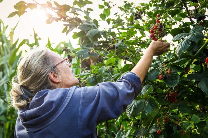 Eine Fraau pflückt wilde Beeren