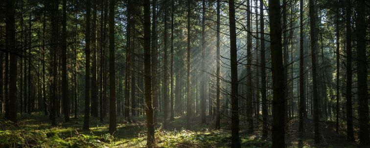 Sonnenstrahlen im dunklen und nebligen Herbstwald. Nadelbäume. Lange Schatten. 